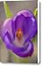 Dutch Crocus Crocus Vernus Flower Canvas Print / Canvas Art - Artist Silvia Reiche