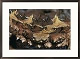 A close view of the jagged skin of a thorny devil lizard Subject Framed Art Poster Print by Jason Edwards, 29x21