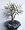 1 Golden Carolina Jasmine Plant - Gelsemium - Bonsai