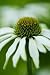 Echinacea Flower - 60