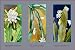 Epiphyllum Crenatum Art Poster PRINT Unknown 18x12