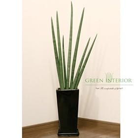 �yGreen Interior�z�T���Z�x���A �L�����h���J95cm �X�N�G�A�����O�|�b�g(�u���b�N)