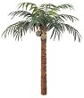 12' Coconut Palm Tree