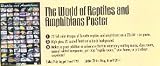 Zoo Med World of Reptiles and Amphibians Poster