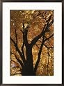 Autumn color blazes in a maple tree Photography Framed Art Poster Print by Roy Gumpel, 21x29