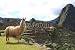 Wallmonkeys Peel and Stick Wall Decals - Llama and the Ruins at Machu Picchu, the Lost Inca City, Peru - Removable Graphic
