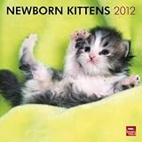Newborn Kittens 2012 Wall Calendar 12