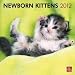 Newborn Kittens 2012 Wall Calendar 12" X 12"