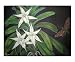 Angraecum sesquipedale orchid Botanical Giclee Poster Print by Sue Abonyi, 24x20 Image