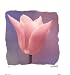 Tulip Art Poster PRINT Judy Mandolf 9x9