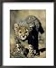 Cheetah Cub, Acinonyx Jubatus, Duesternbrook Private Game Reserve, Windhoek, Namibia, Africa Animals Framed Art Poster Print by Thorsten Milse, 18x22