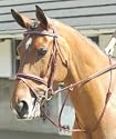 John Whitaker Running Martingale-Oak Brown / Cob