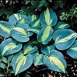 Hosta - Hosta 'Touch of Class'