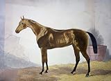 Achievement Etching , Horse Racing Steeple Chasing Engraving Intaglio