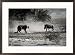 An African cheetah and a warthog kick up clouds of dust in a tense confrontation Framed Art Poster Print by Chris Johns, 29x21