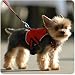 Sport Sac with Leash for Dogs - Small in Red