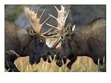 Close-up of Two Moose Locking Horns and Fighting (Alces Alces) Photographic Poster Print by Roy Toft, 24x18