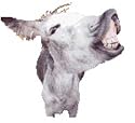 Adopt A Donkey