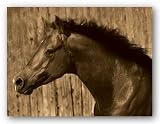 Bayhorse by Robert Dawson 12