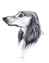 Original Dachshund hand drawing