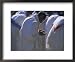 Christian Men at Prayer During Mass in the Church at Woolisso, Shoa Province, Ethiopia Framed Art Poster Print by Bruno Barbier, 22x18