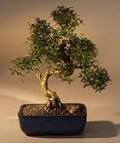 Bonsai Boy � s Chinese Flowering White Serissa Bonsai Tree of a ...