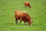 'Grazing Bull (race Limousine)' Wall Decal - 24"W x 16"H Removable Graphic