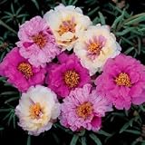 Perennial Seeds - Moss Rose Sundial Passion Fruit Hybrid Mix