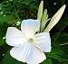 Chilean Jasmine 10 Seeds - Mandevilla laxa - Indoor/Out