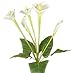 29" Elegant Silk Calla Lily Wedding Bush - Cream 52