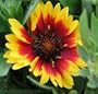 Goblin Blanket Flower - Gaillardia - 8 Plants