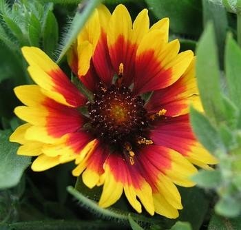 Buy Goblin Blanket Flower – Gaillardia – 4 Plants Buy Goblin Blanket Flower – Gaillardia – 4 Plants