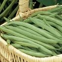 Organic Bean Provider Seeds - bean plant seeds - Vegetable Garden Plant Seeds