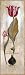 Tulipa Violoncello III - Joseph Augustine Art Print Poster 12 x 36