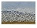 Flock of Snow Geese Taking Flight Photographic Print by Marc Moritsch, 24" x 18"