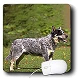 Dogs Australian Cattle - Australian Cattle Dog - Mouse Pads