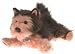 Cold Nose Kisses Amazing Puppies - Yorkshire Terrier