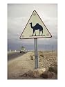 Beware of Camels Sign Along an Algerian Highway Photographic Poster Print by Thomas J. Abercrombie, 12x16