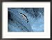 Red Salmon Swimming Upstream, Katmai, AK Collections Framed Photographic Poster Print by Kyle Krause, 21x17