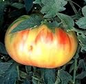 Old German Tomato 25 Seeds - Mennonite HEIRLOOM