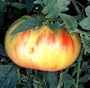 Old German Tomato 25 Seeds - Mennonite HEIRLOOM