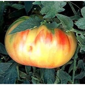 Old German Tomato 25 Seeds - Mennonite HEIRLOOM