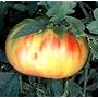 Old German Tomato 25 Seeds - Mennonite HEIRLOOM