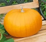 Connecticut Field Pumpkin Seeds - Cucurbita Pepo - 4 Grams - Approx 30 Gardening Seeds - Vegetable Garden Seed
