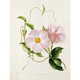 Orchid, by Samuel Holden (Print On Demand)