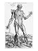 Anatomical Study, Illustration from De Humani Corporis Fabrica, 1543 Art Giclee Poster Print by Andreas Vesalius, 12x16