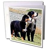 Dogs Bernese Mountain Dog - Bernese Mountain Dog - Greeting Cards-12 Greeting Cards with envelopes