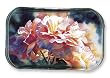 Afternoon Rose - Rectangle Glass Paperweight (2-1/2" x 4" x 1")