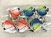 Sealife Tropical Fish Shower Curtain Hooks - set of 12