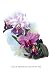Sporting Goods : Laelia Prestans Oakwood Var 12x18 Giclee on canvas